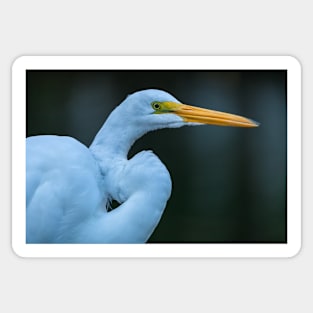 great white egret Sticker